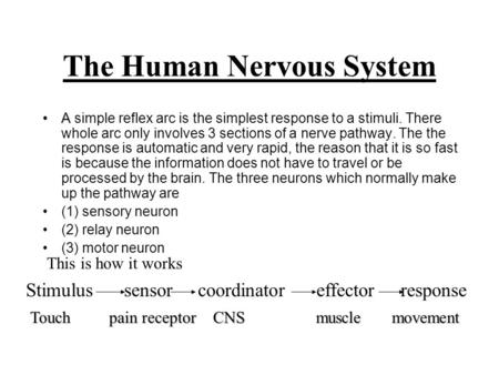 The Human Nervous System