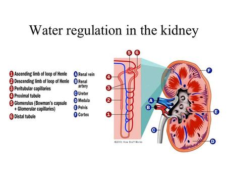 Water regulation in the kidney