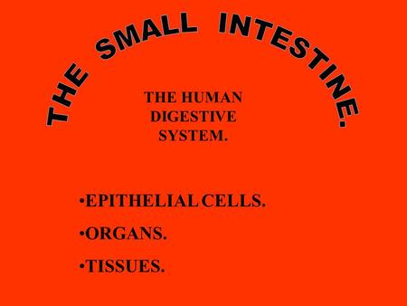 THE HUMAN DIGESTIVE SYSTEM.