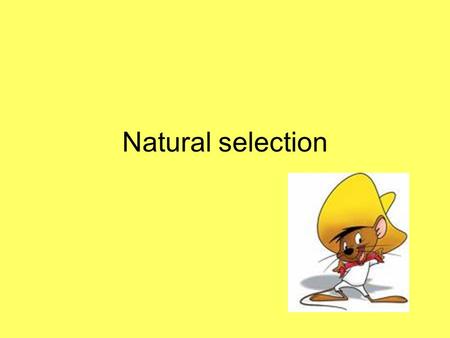 Natural selection. WALT Understand the principle of natural selection Describe features which may be beneficial to an organisms survival and explain why.