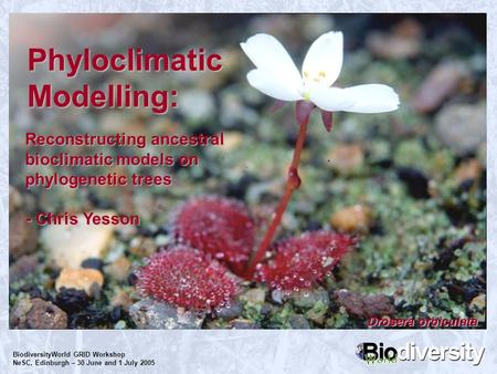 BiodiversityWorld GRID Workshop NeSC, Edinburgh – 30 June and 1 July 2005 Phyloclimatic Modelling: Reconstructing ancestral bioclimatic models on phylogenetic.