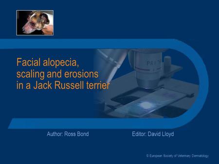 Facial alopecia, scaling and erosions in a Jack Russell terrier Author: Ross BondEditor: David Lloyd © European Society of Veterinary Dermatology.