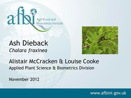 Ash Dieback Chalara fraxinea