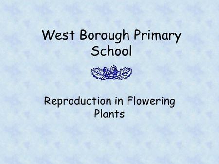 West Borough Primary School