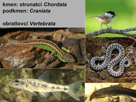 Kmen: strunatci Chordata podkmen: Craniata obratlovci Vertebrata.