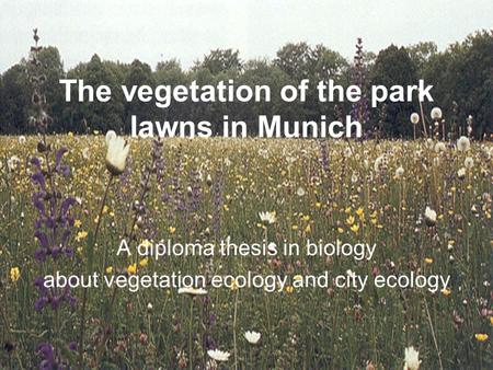 The vegetation of the park lawns in Munich