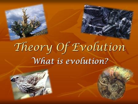 Theory Of Evolution What is evolution?. The Origin Of Species The tumult in the middle of the 19° century was accompanied by the publication of Darwins.