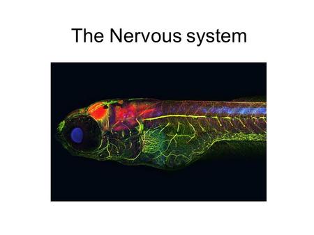 The Nervous system. The Nervous System Brain Spinal cord Nerves Enables you to control your body Gives you feedback about the world What does it do? What.