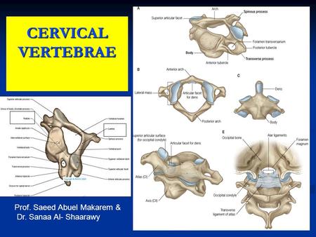 CERVICAL VERTEBRAE 1 Prof. Saeed Abuel Makarem & Dr. Sanaa Al- Shaarawy.