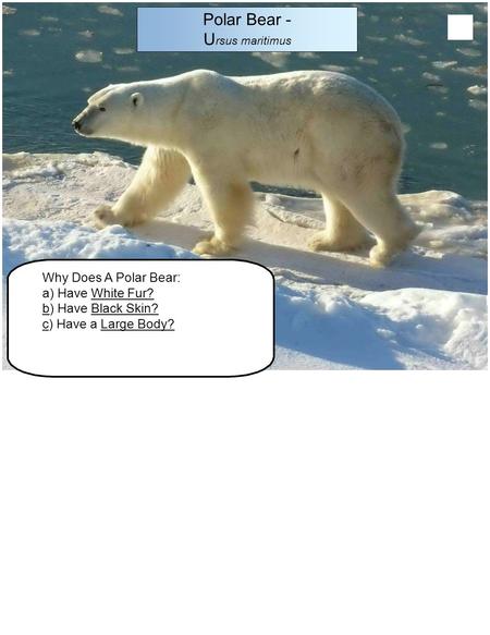 Why Does A Polar Bear: a) Have White Fur? b) Have Black Skin? c) Have a Large Body? Polar Bear - U rsus maritimus.