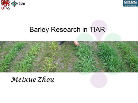 Barley Research in TIAR Meixue Zhou. Barley Research in TIAR s Breeding –Long season and high rainfall areas - Franklin –Spring sown barley – Vertess.