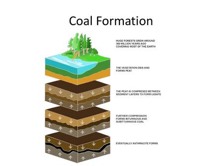 Coal Formation.