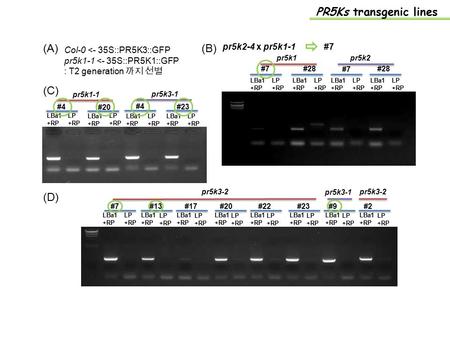 PR5Ks transgenic lines pr5k2-4 x pr5k1-1 LBa1 +RP LP +RP LBa1 +RP LP +RP LBa1 +RP LP +RP LBa1 +RP LP +RP #7 #28 #7 #28 pr5k2pr5k1 #7 (A) Col-0 