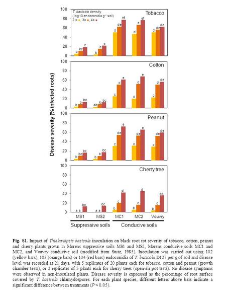 Disease severity (% infected roots) MS1MS2MC1MC2Vouvry Suppressive soils Tobacco Cotton Peanut Cherry tree Conducive soils T. basicola density (log10 endoconidia.