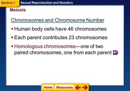  Human body cells have 46 chromosomes Meiosis Sexual Reproduction and Genetics  Each parent contributes 23 chromosomes Section 1  Homologous chromosomes—one.