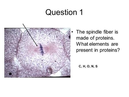 Question 1 The spindle fiber is made of proteins. What elements are present in proteins? C, H, O, N, S.