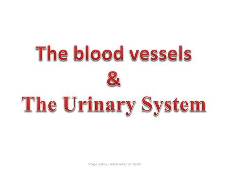 Prepared by : Amal Awad Al-Harbi. The circulatory system consists of the blood vascular systemthe lymphatic vascular system composed of The heart The.