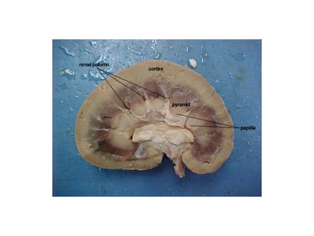 The KIDNEY –External Supportive Tissue –1). Renal Capsule –2). Adipose Capsule –3). Renal Fascia. Kidney consist of 2 major parts 1. cortex- outer part,