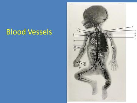 Blood Vessels. Vascular System Blood circulates inside blood vessels, which form a closed transport system, the vascular system. This idea, that blood.