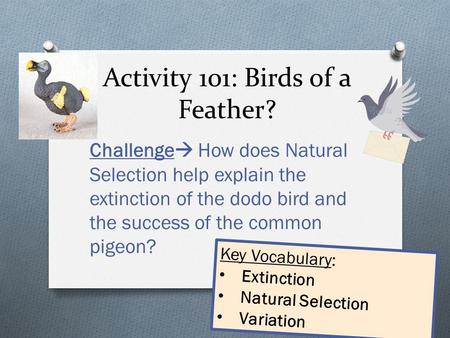 Activity 101: Birds of a Feather? Challenge  How does Natural Selection help explain the extinction of the dodo bird and the success of the common pigeon?