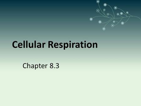 Cellular Respiration Chapter 8.3. Main Idea Living organisms obtain energy by breaking down organic molecules during cellular respiration.