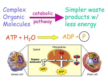 Complex Organic Molecules Simpler waste products w/ less energy catabolic pathway ATP + H 2 O ADP + P.