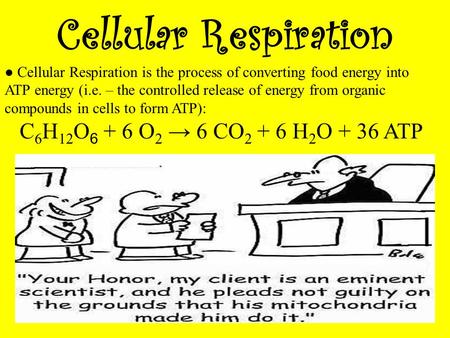 Cellular Respiration ● Cellular Respiration is the process of converting food energy into ATP energy (i.e. – the controlled release of energy from organic.