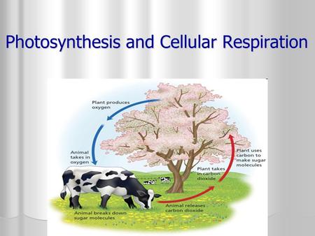 Photosynthesis and Cellular Respiration