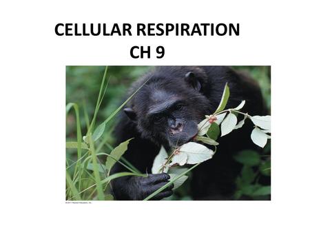 CELLULAR RESPIRATION CH 9. All cells require energy from an outside source Some organisms obtain energy by producing it (photoautotrophs and chemoautotrophs)