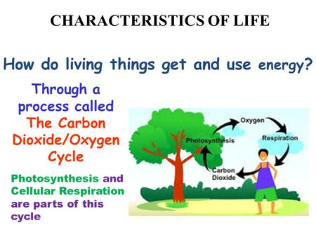 CHARACTERISTICS OF LIFE All living things use energy How do living things get and use energy ? Through a process called The Carbon Dioxide/Oxygen Cycle.