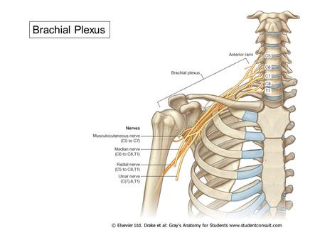 Brachial Plexus. RTDCB: Randy Travis Drinks Cold Beer.