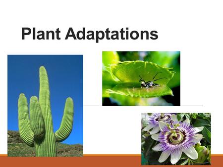 Plant Adaptations. Types of Adaptations Structural Adaptations ◦The way something is built or made. Behavioral Adaptations ◦The way something acts naturally.