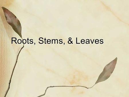 Roots, Stems, & Leaves.