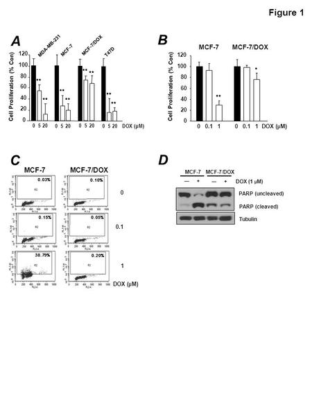 Figure 1 B D DOX ( μ M) C Cell Proliferation (% Con) MCF-7MCF-7/DOX 0 0.1 1 DOX ( μ M) 0.03% 38.79% 0.15% 0.10% 0.20% 0.05% 0 20 40 60 80 100 120 00.110.