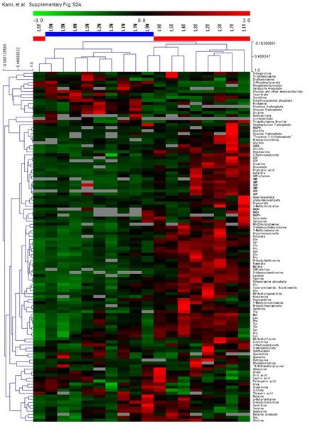 Kami, et al. Supplementary Fig. S2A. Kami, et al. Supplementary Fig. S2B.