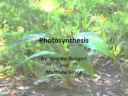 Photosynthesis By: Andrew Bengert and Matthew Boyce.