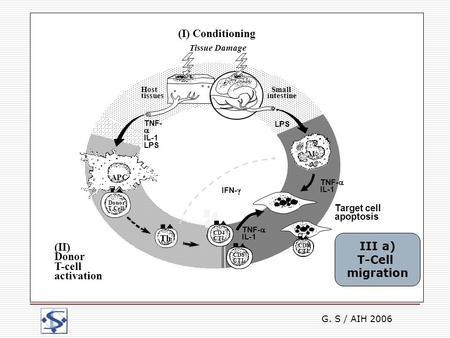 G. S / AIH 2006 Graft-versus-Host disease Physiopathology III a) T-Cell migration.