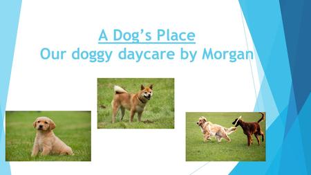 A Dog’s Place Our doggy daycare by Morgan. What we provide for your animals ➢ We provide food for your dogs. ➢ We train your dogs for no extra cost. ➢