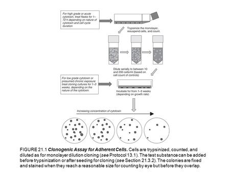 FIGURE 21.1 Clonogenic Assay for Adherent Cells. Cells are trypsinized, counted, and diluted as for monolayer dilution cloning (see Protocol 13.1). The.