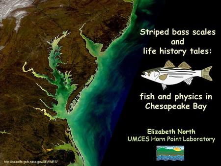 Striped bass scales and life history tales: Elizabeth North UMCES Horn Point Laboratory fish and physics in Chesapeake Bay