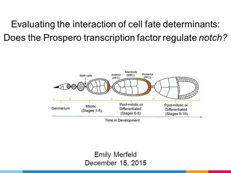 Evaluating the interaction of cell fate determinants: Does the Prospero transcription factor regulate notch? Emily Merfeld December 15, 2015.