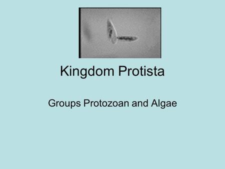 Kingdom Protista Groups Protozoan and Algae. Systematists have split protists into many kingdoms Protists are the most diverse of all eukaryotes –Cell.