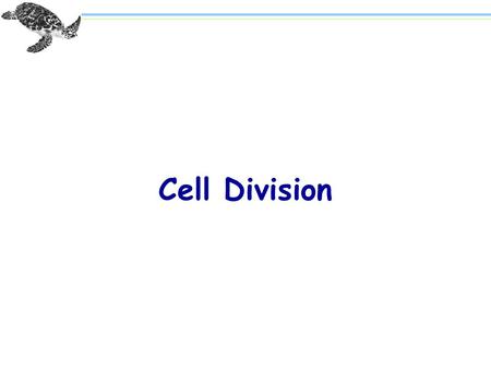 Cell Division. Paired “threads” Figure 8.1 An Early View of Mitosis.