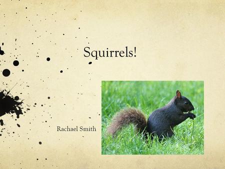 Squirrels! Rachael Smith Appearance One of the most common squirrel species that lives in North America is the red squirrel. There are many different.