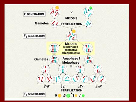 The Chromosomal Theory of Inheritance: Chromosomes and genes are present as ______________________ homologous chromosomes ___________during meiosis ________________.