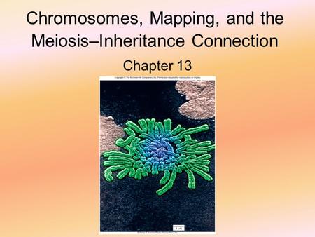 Chromosomes, Mapping, and the Meiosis–Inheritance Connection Chapter 13.