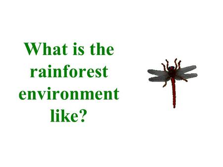 What is the rainforest environment like?. Rainforests.