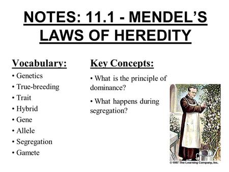 NOTES: 11.1 - MENDEL’S LAWS OF HEREDITY Vocabulary: Genetics True-breeding Trait Hybrid Gene Allele Segregation Gamete Key Concepts: What is the principle.