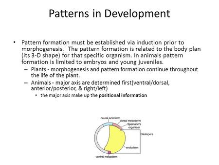 Patterns in Development Pattern formation must be established via induction prior to morphogenesis. The pattern formation is related to the body plan (its.