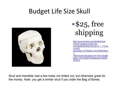 Budget Life Size Skull  Chart-Company-CS20-Life- Size/dp/B000VKSDYE/ref=sr_1_1?s=to ys-and- games&ie=UTF8&qid=1421538422&sr=